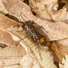 Pompilidae (family) (Unidentified Spider wasp) at Seven Mile Beach National Park - 20 Feb 2020 by gerringongTB