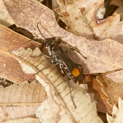 Pompilidae (family) (Unidentified Spider wasp) at Berry, NSW - 20 Feb 2020 by gerringongTB