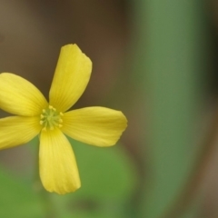 Oxalis sp. (Wood Sorrel) at Seven Mile Beach National Park - 20 Feb 2020 by gerringongTB