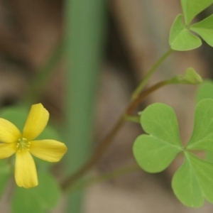 Oxalis sp. at Berry, NSW - 20 Feb 2020