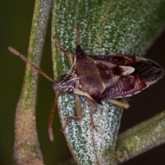 Oechalia schellenbergii (Spined Predatory Shield Bug) at Bruce, ACT - 22 Nov 2012 by Bron