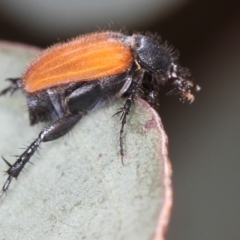 Phyllotocus kingii (Nectar scarab) at Bruce, ACT - 22 Nov 2012 by Bron