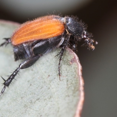 Phyllotocus kingii (Nectar scarab) at Bruce Ridge - 22 Nov 2012 by Bron
