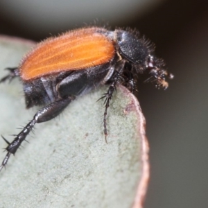 Phyllotocus kingii at Bruce, ACT - 22 Nov 2012