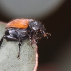 Phyllotocus kingii at Bruce, ACT - 22 Nov 2012