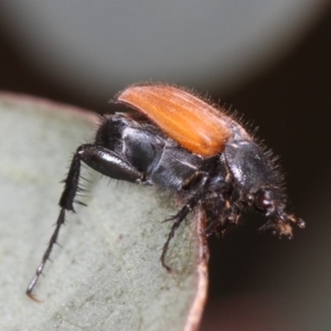 Phyllotocus kingii at Bruce, ACT - 22 Nov 2012