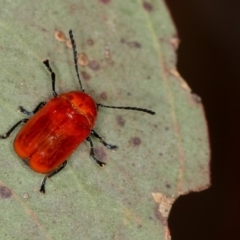 Aporocera (Aporocera) haematodes (A case bearing leaf beetle) at Bruce Ridge to Gossan Hill - 22 Nov 2012 by Bron