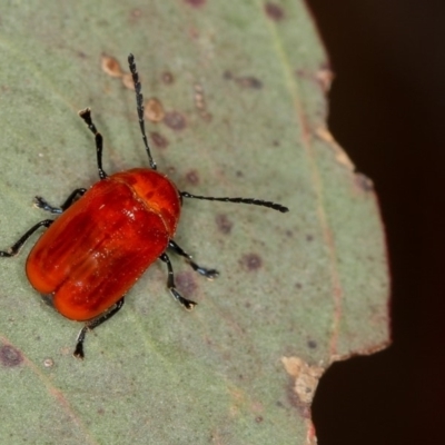 Aporocera (Aporocera) haematodes (A case bearing leaf beetle) at Bruce Ridge to Gossan Hill - 22 Nov 2012 by Bron