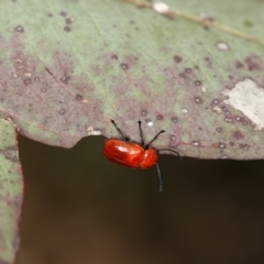 Aporocera (Aporocera) haematodes at Bruce, ACT - 22 Nov 2012