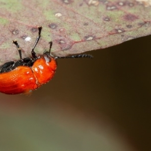 Aporocera (Aporocera) haematodes at Bruce, ACT - 22 Nov 2012