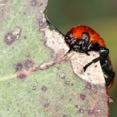 Aporocera (Aporocera) haematodes at Bruce, ACT - 22 Nov 2012