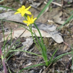 Hypoxis hygrometrica var. villosisepala (Golden Weather-grass) at Tuggeranong DC, ACT - 12 Mar 2020 by SandraH