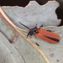 Porrostoma rhipidium (Long-nosed Lycid (Net-winged) beetle) at Bruce, ACT - 22 Nov 2012 by Bron