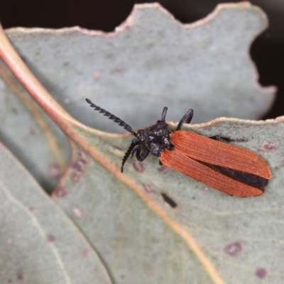 Porrostoma rhipidium (Long-nosed Lycid (Net-winged) beetle) at Bruce Ridge to Gossan Hill - 22 Nov 2012 by Bron