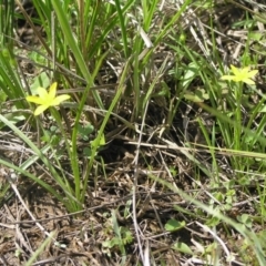 Hypoxis hygrometrica var. villosisepala (Golden Weather-grass) at Yass River, NSW - 10 Mar 2020 by SueMcIntyre