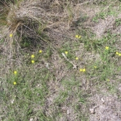 Hypoxis hygrometrica var. villosisepala at Yass River, NSW - 11 Mar 2020