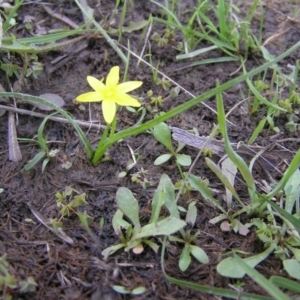 Hypoxis hygrometrica var. villosisepala at Yass River, NSW - 11 Mar 2020