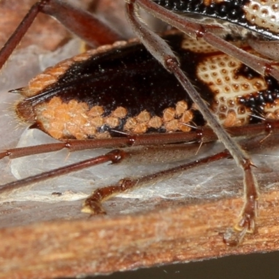 Mesostigmata (order) (A Mite) at Bruce Ridge - 22 Nov 2012 by Bron