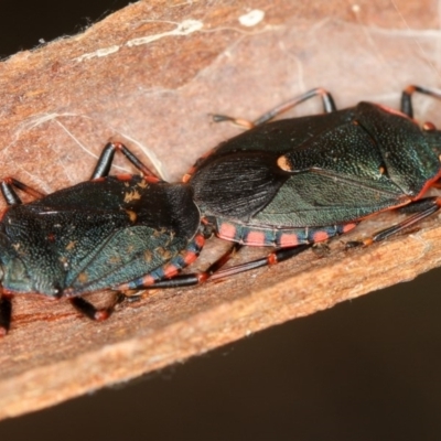 Notius depressus (Shield bug) at Bruce Ridge - 22 Nov 2012 by Bron