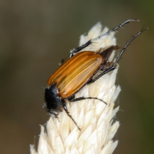 Phyllotocus rufipennis at Bruce, ACT - 22 Nov 2012