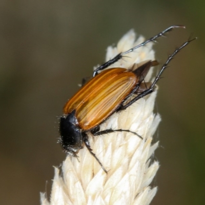 Phyllotocus rufipennis (Nectar scarab) at Bruce Ridge - 22 Nov 2012 by Bron