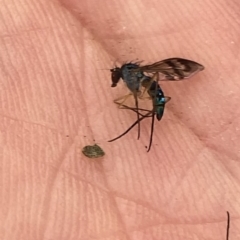 Austrosciapus sp. (genus) (Long-legged fly) at Aranda, ACT - 12 Mar 2020 by Jubeyjubes