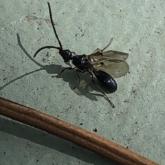 Diapriidae (family) (Diapriid wasp) at Aranda, ACT - 12 Mar 2020 by Jubeyjubes