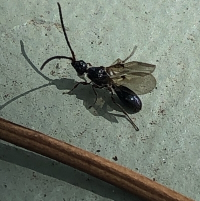 Diapriidae (family) (Diapriid wasp) at Aranda, ACT - 12 Mar 2020 by Jubeyjubes