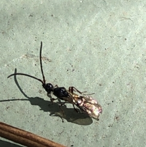 Diapriidae (family) at Aranda, ACT - 12 Mar 2020