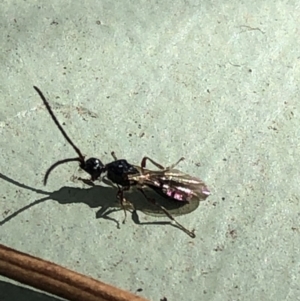 Diapriidae (family) at Aranda, ACT - 12 Mar 2020