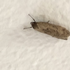Palimmeces undescribed species nr hemiphanes (A Concealer moth) at Aranda, ACT - 12 Mar 2020 by Jubeyjubes