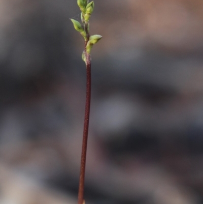 Corunastylis clivicola (Rufous midge orchid) at Gundaroo, NSW - 9 Mar 2020 by MaartjeSevenster