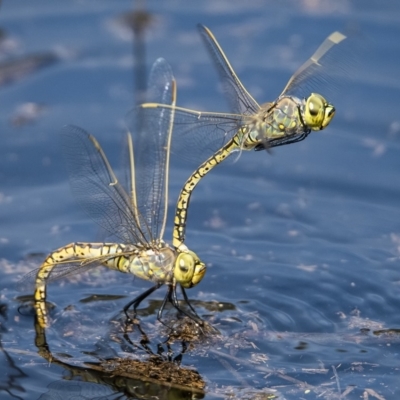 Anax papuensis (Australian Emperor) at Googong, NSW - 25 Feb 2020 by WHall