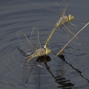 Anax papuensis at Googong, NSW - 25 Feb 2020