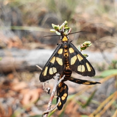 Amata (genus) (Handmaiden Moth) at Hackett, ACT - 12 Mar 2020 by shoko