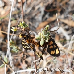 Amata (genus) at Hackett, ACT - 12 Mar 2020 02:06 PM