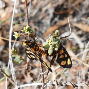 Amata (genus) at Hackett, ACT - 12 Mar 2020