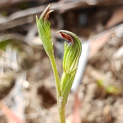 Speculantha rubescens (Blushing Tiny Greenhood) at Hackett, ACT - 12 Mar 2020 by shoko