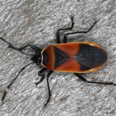 Dindymus versicolor (Harlequin Bug) at Ainslie, ACT - 12 Mar 2020 by jb2602