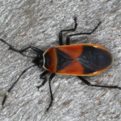 Dindymus versicolor (Harlequin Bug) at Ainslie, ACT - 12 Mar 2020 by jb2602