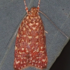 Syringoseca rhodoxantha (A concealer moth) at Majura, ACT - 12 Mar 2020 by jb2602