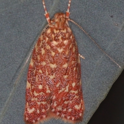 Syringoseca rhodoxantha (A concealer moth) at Majura, ACT - 12 Mar 2020 by jbromilow50