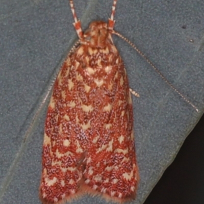 Syringoseca rhodoxantha (A Concealer moth (Wingia group)) at Majura, ACT - 12 Mar 2020 by jb2602