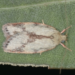 Garrha phoenopis at Majura, ACT - 12 Mar 2020