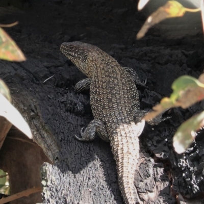 Egernia cunninghami (Cunningham's Skink) at Deakin, ACT - 12 Mar 2020 by JackyF