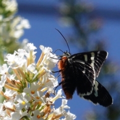 Phalaenoides glycinae (Grapevine Moth) at Hughes, ACT - 27 Feb 2020 by JackyF