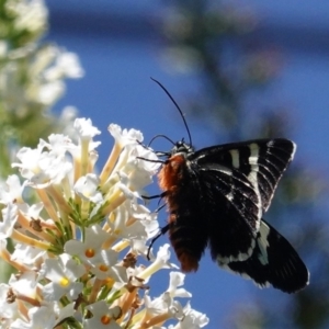 Phalaenoides glycinae at Hughes, ACT - 27 Feb 2020