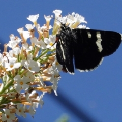 Phalaenoides glycinae at Hughes, ACT - 27 Feb 2020