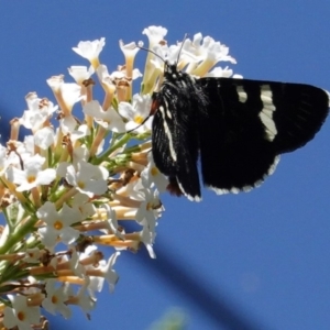 Phalaenoides glycinae at Hughes, ACT - 27 Feb 2020