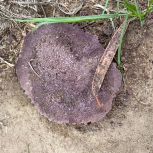 Calvatia cyathiformis at Hughes, ACT - 12 Mar 2020 09:28 AM